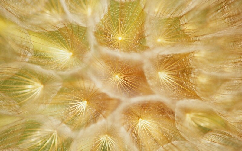 Close-up of dandelion seeds