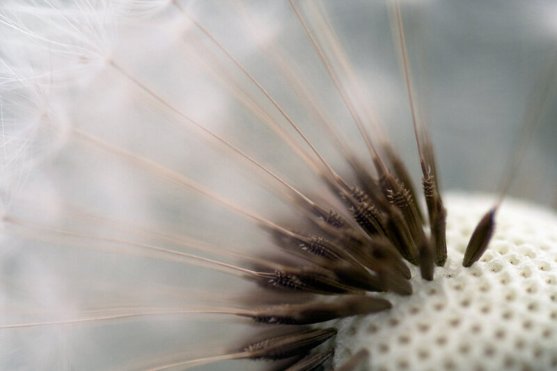 Close-up of dandelion seeds