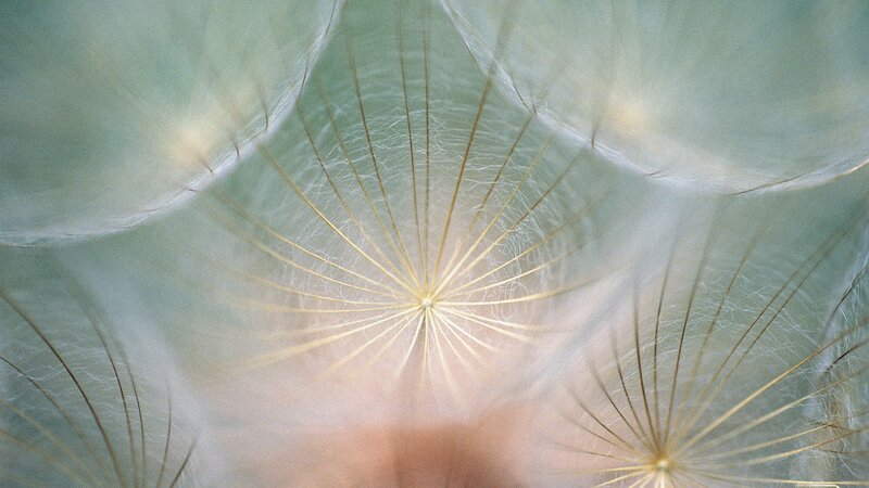 Close-up of dandelion seeds