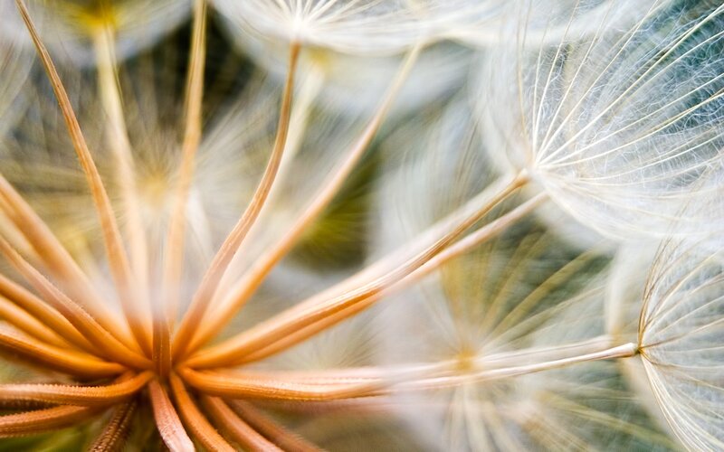 Close-up of dandelion seeds