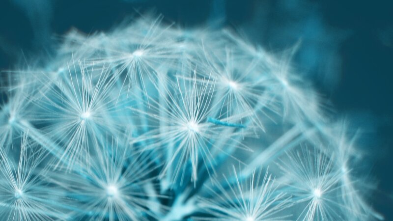 Close-up of dandelion seeds