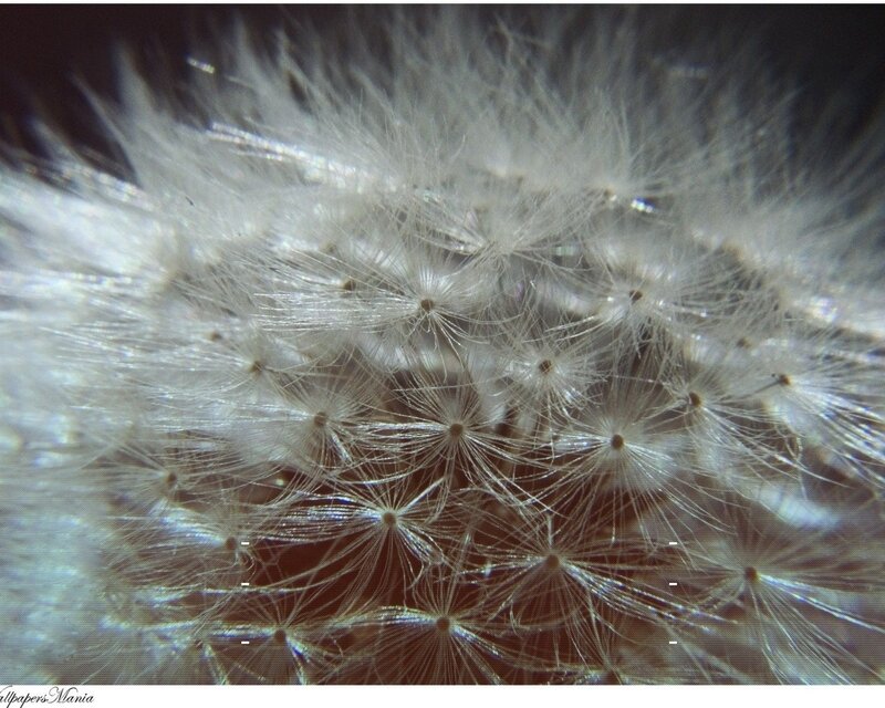 Close-up of dandelion seeds
