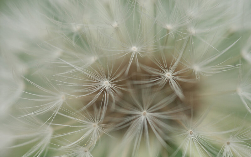 Close-up of dandelion seeds