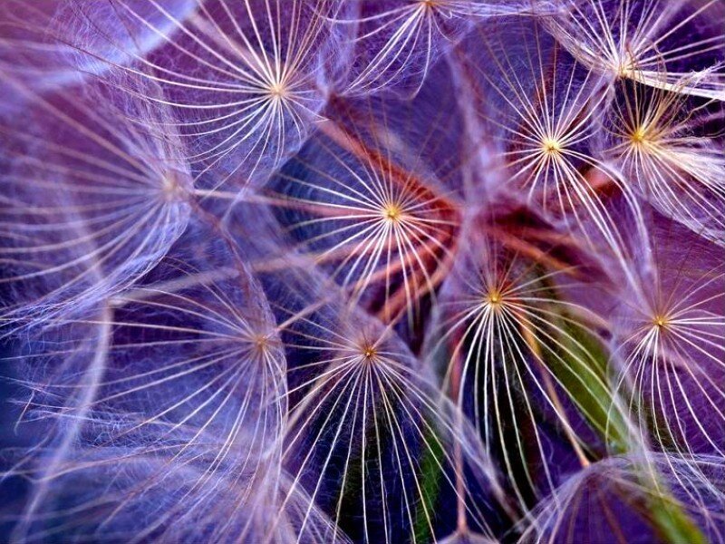 Close-up of dandelion seeds