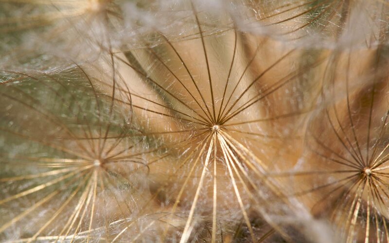 Close-up of dandelion seeds