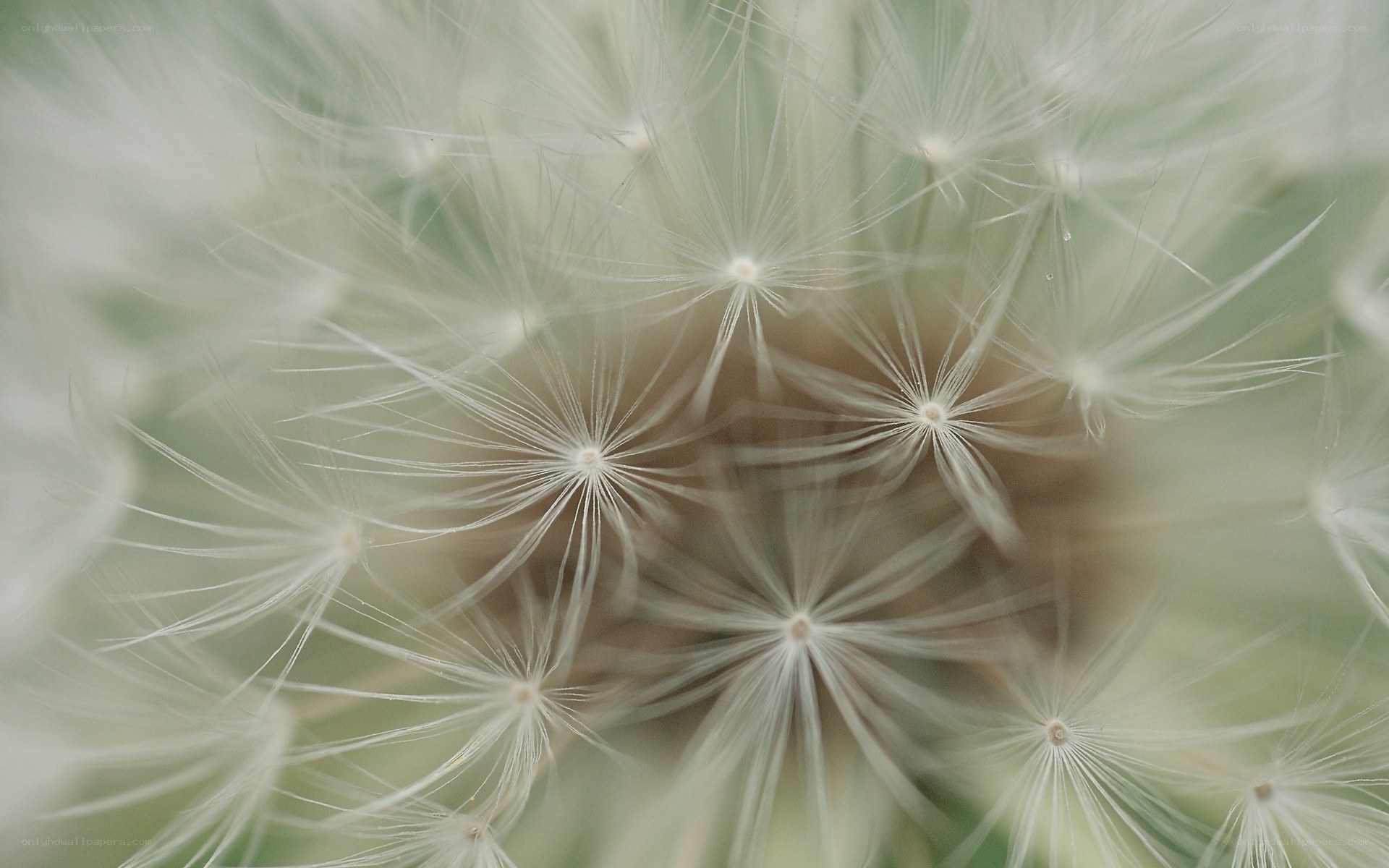 Close-up of dandelion seeds