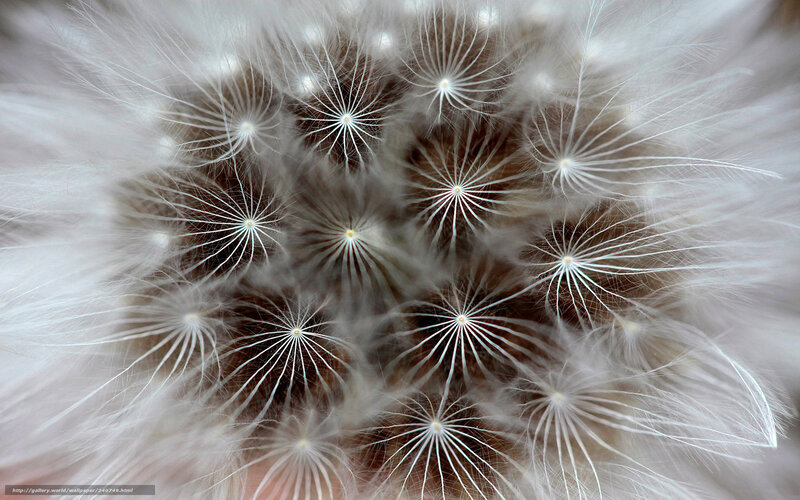 Close-up of dandelion seeds