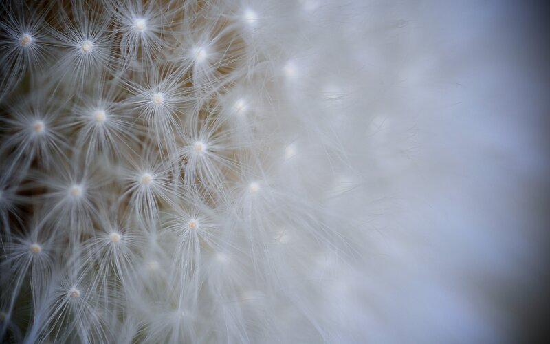 Close-up of dandelion seeds