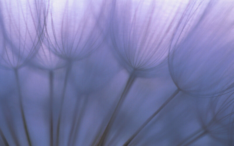 Close-up of dandelion seeds