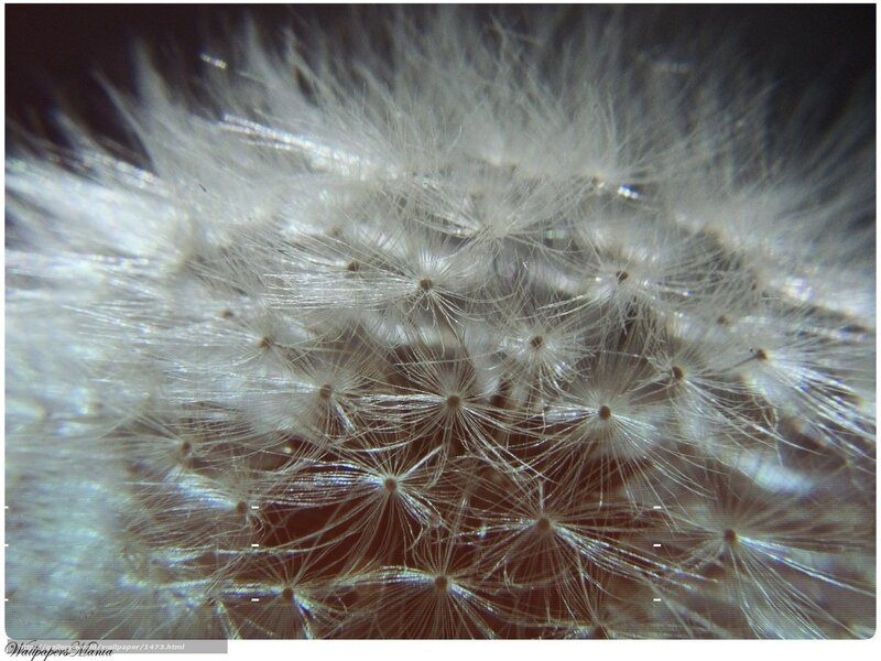 Close-up of dandelion seeds