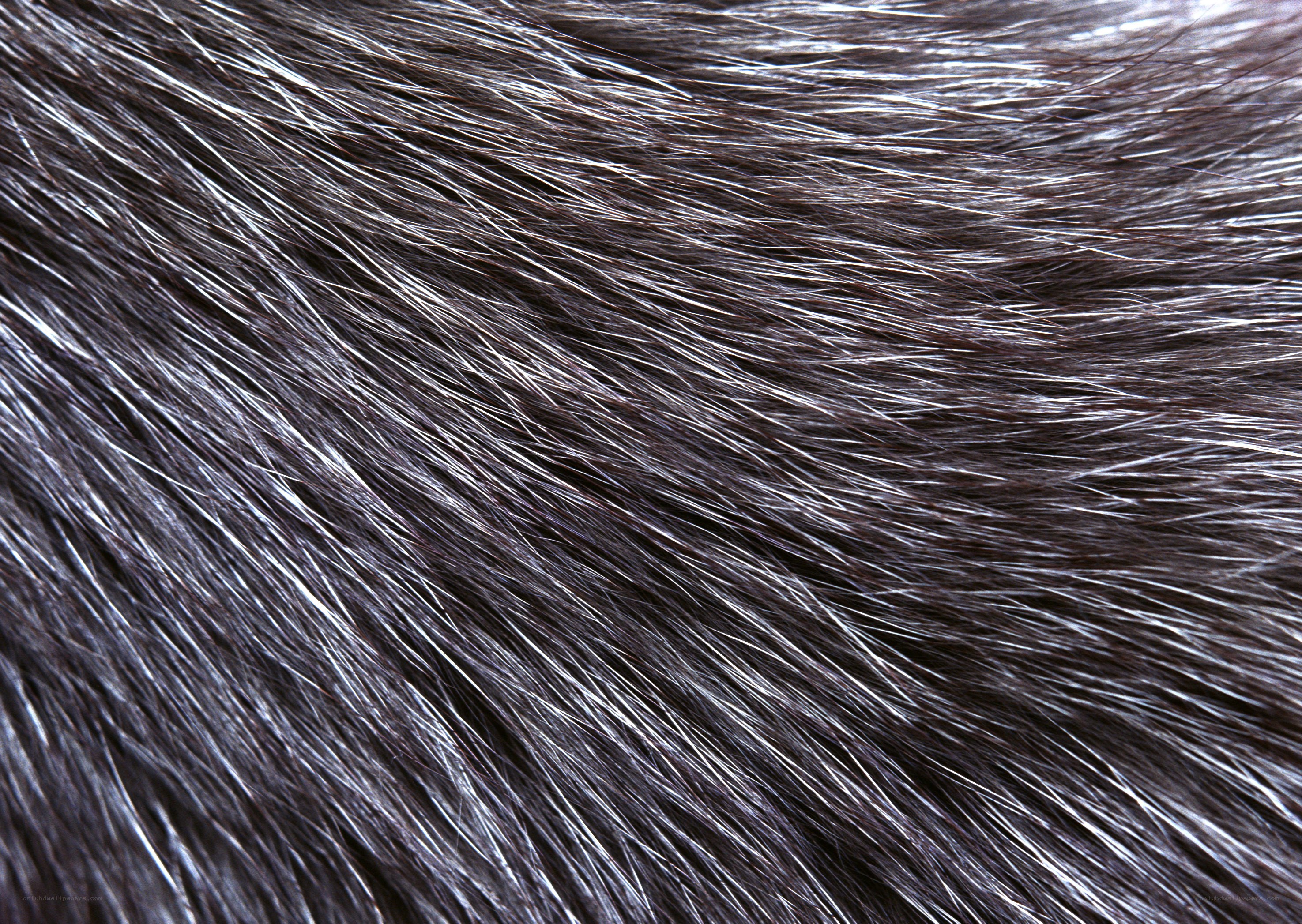 close-up of dark fur