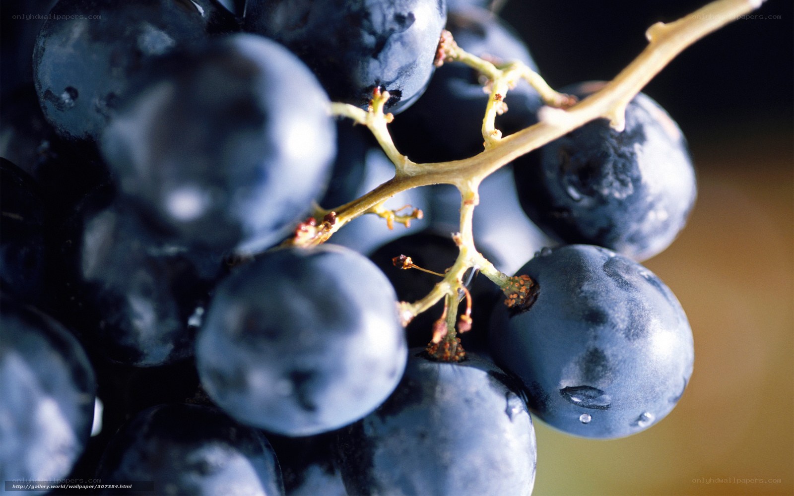Close-up of dark grapes