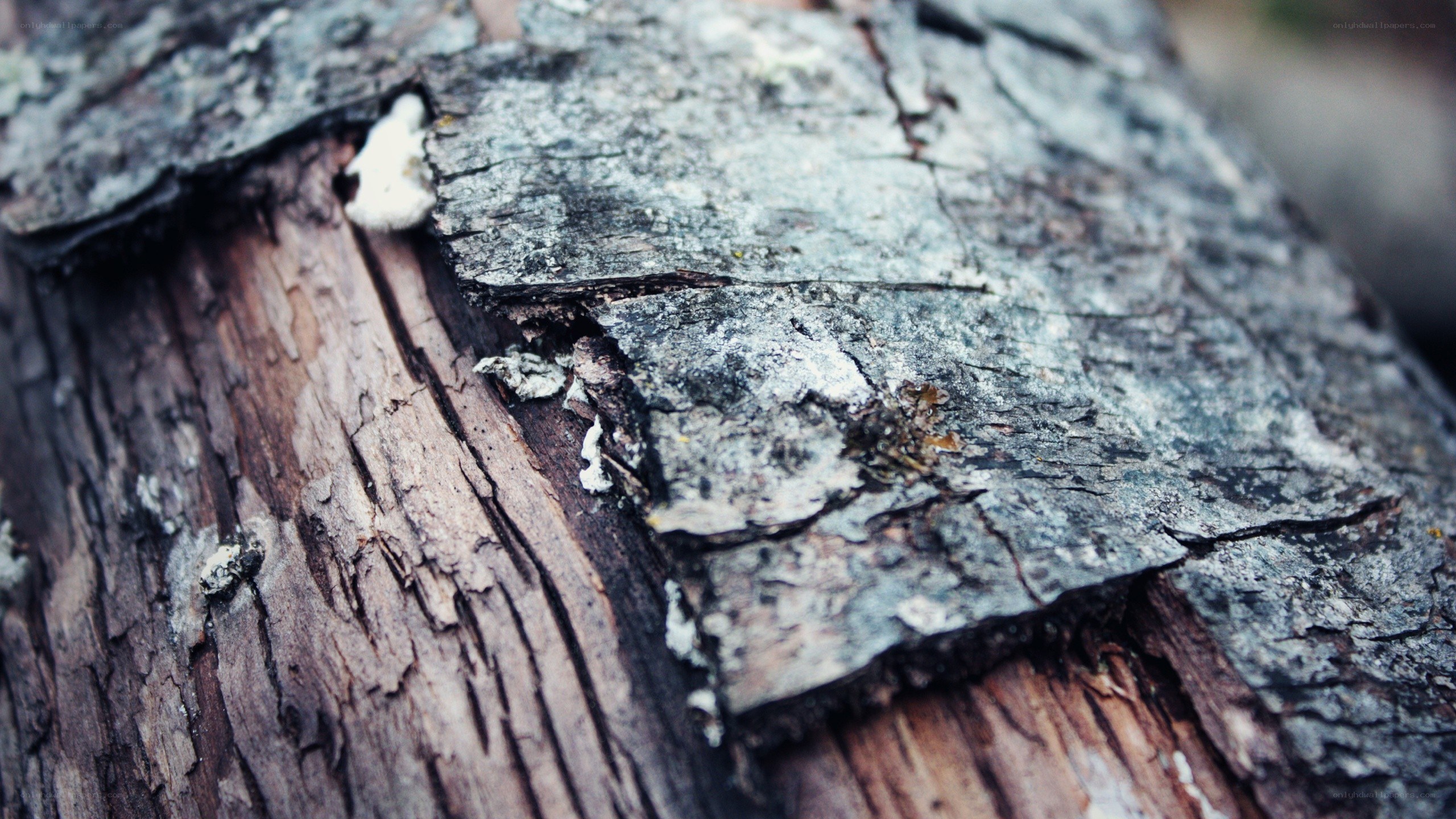 close-up of decaying tree bark