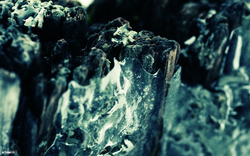 Close-up of decaying wood