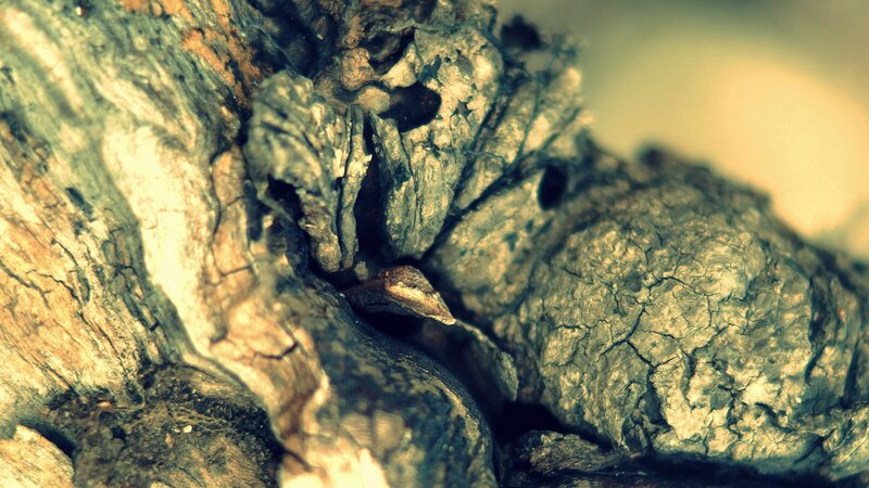 close-up of decaying wood