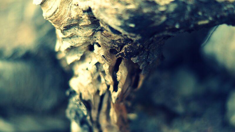 close-up of decaying wood
