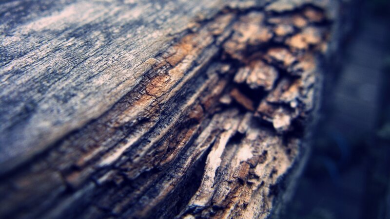 Close-up of Decaying Wood — Brown