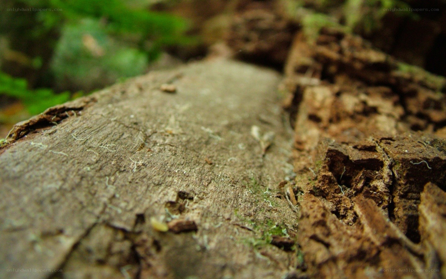 close-up of decaying wood