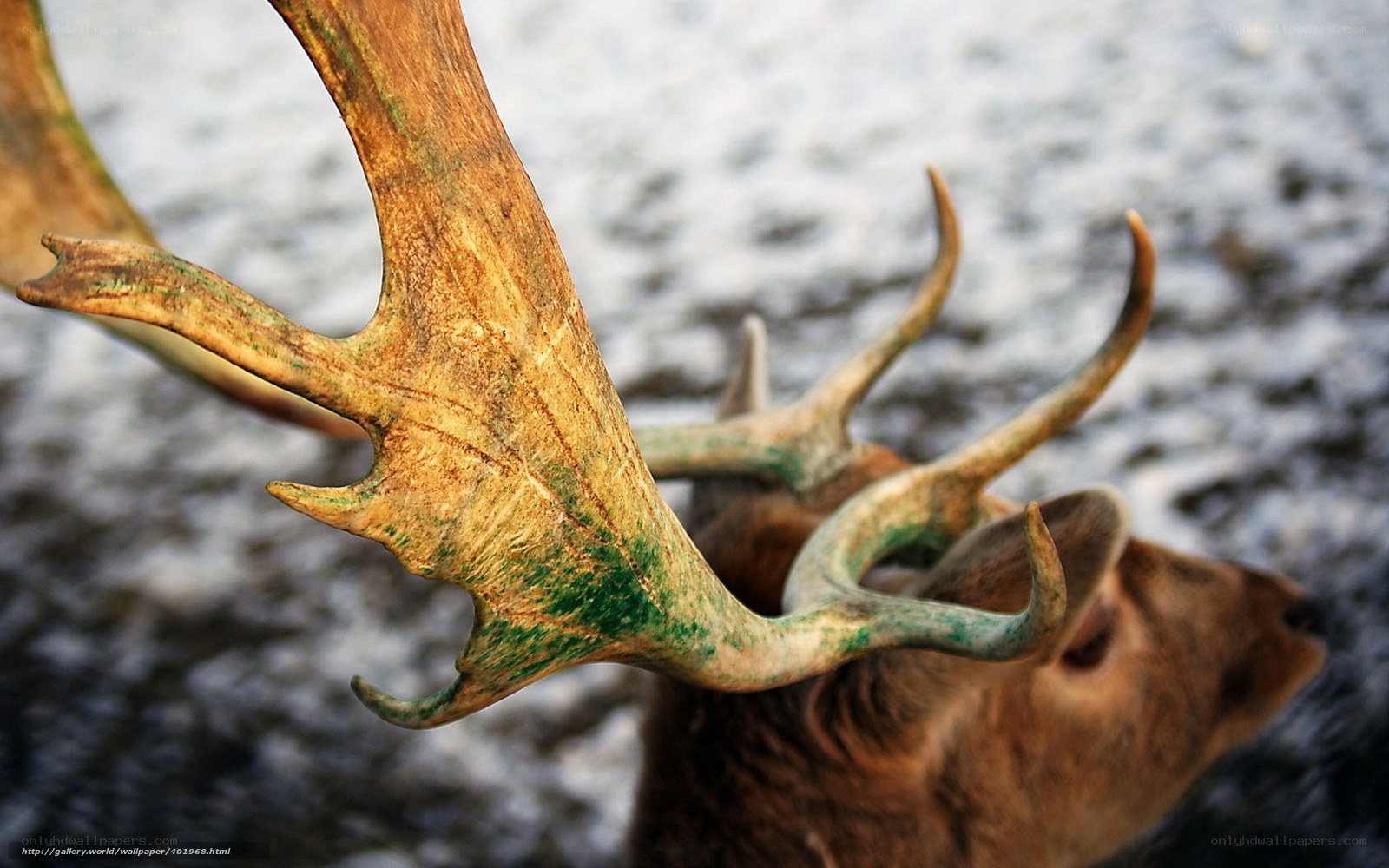 Close-up of deer antlers