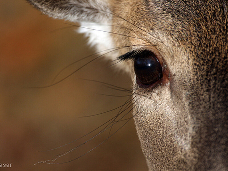 Close-up of Deer Eye