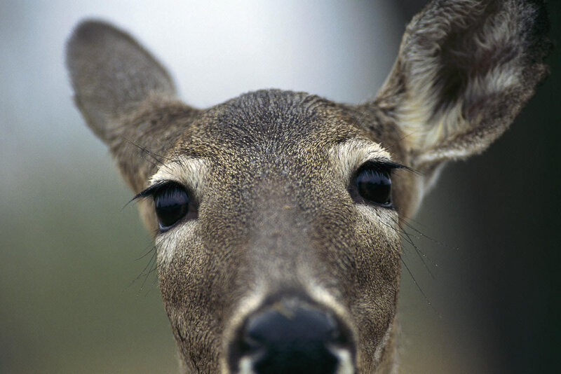 Close-up of Deer Face