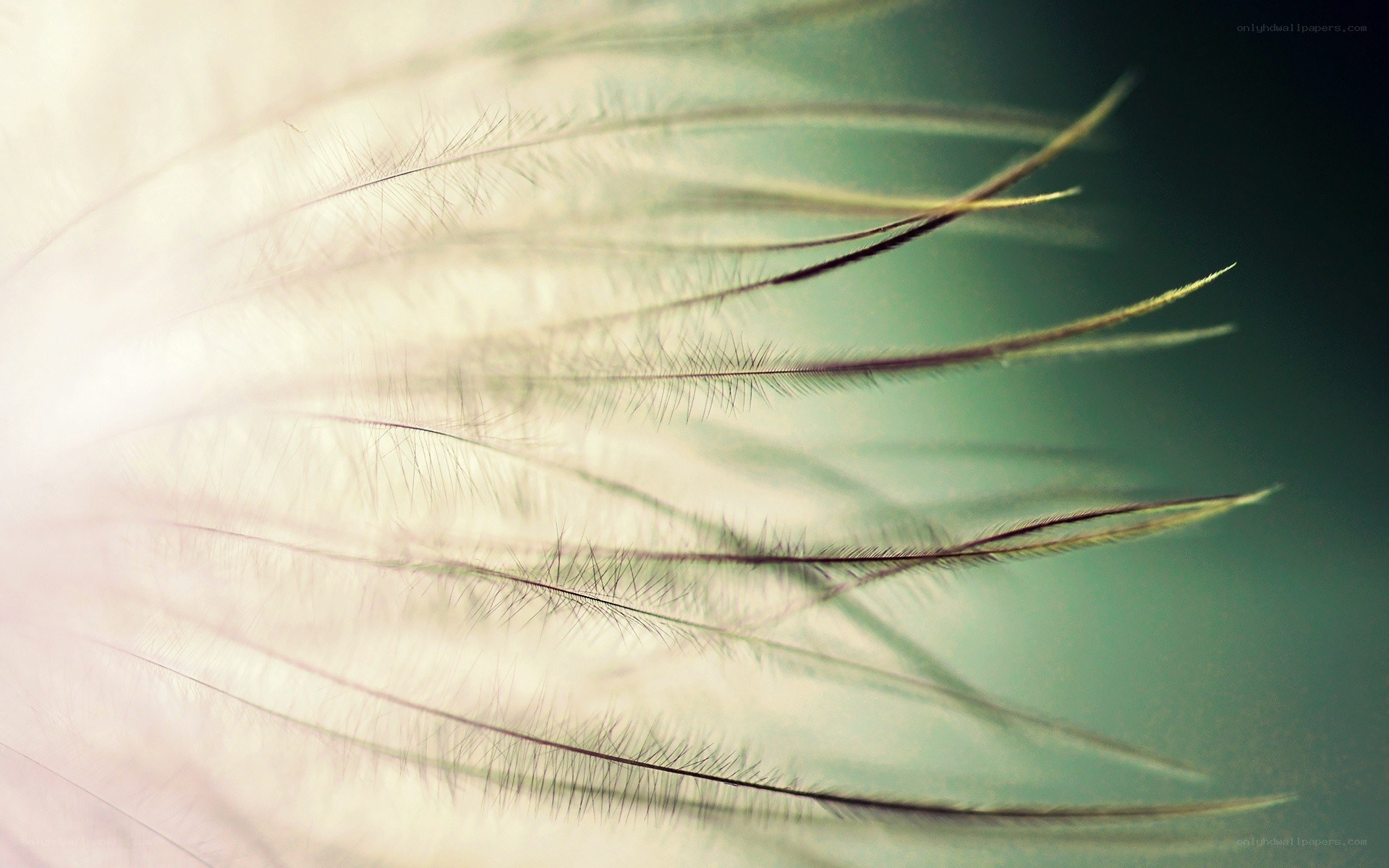 Close-up of delicate feathers