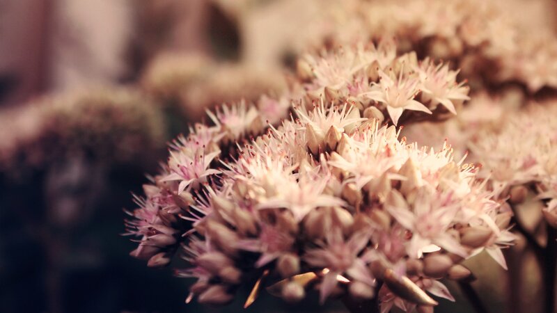 Close-up of delicate flowers