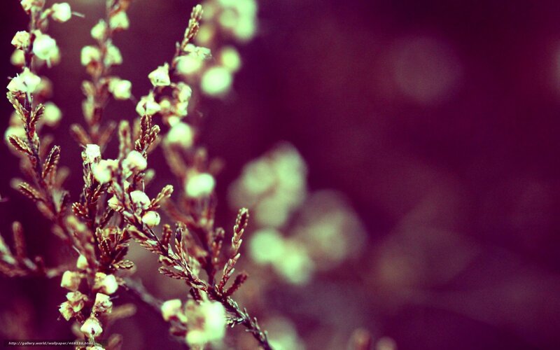 Close-up of delicate white flowers
