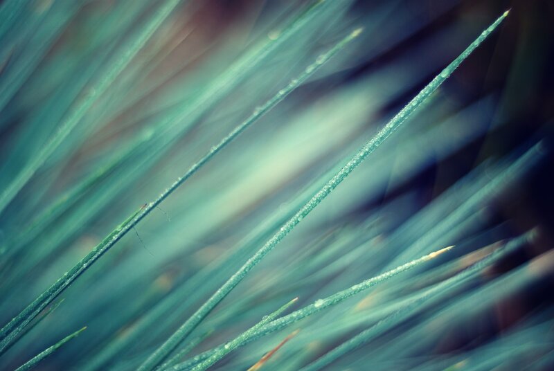 Close-up of dew-covered grass