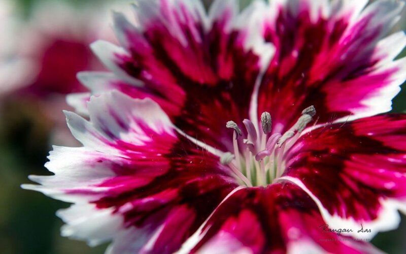 Close-up of Dianthus Flower