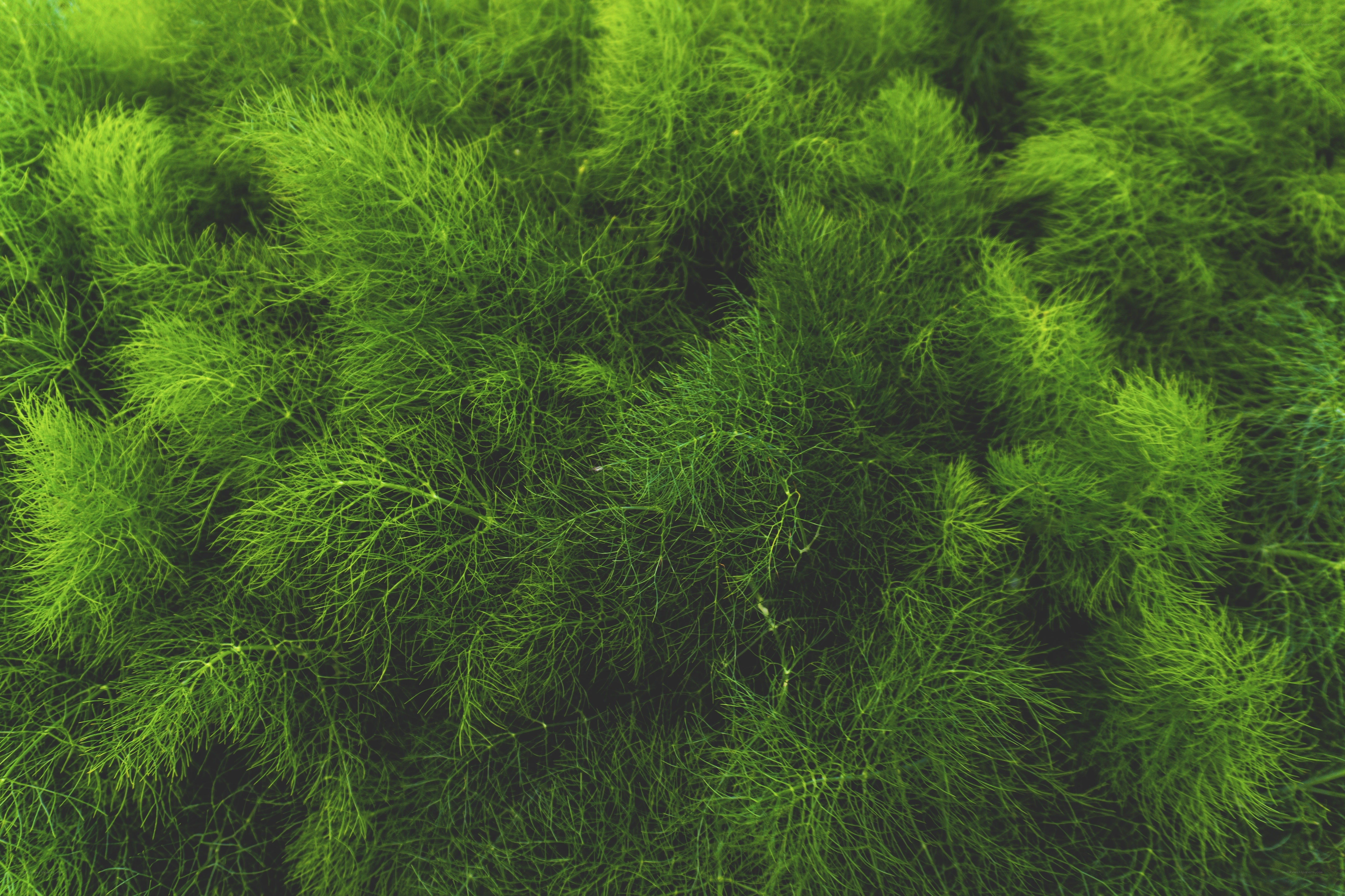 close-up of dill plants