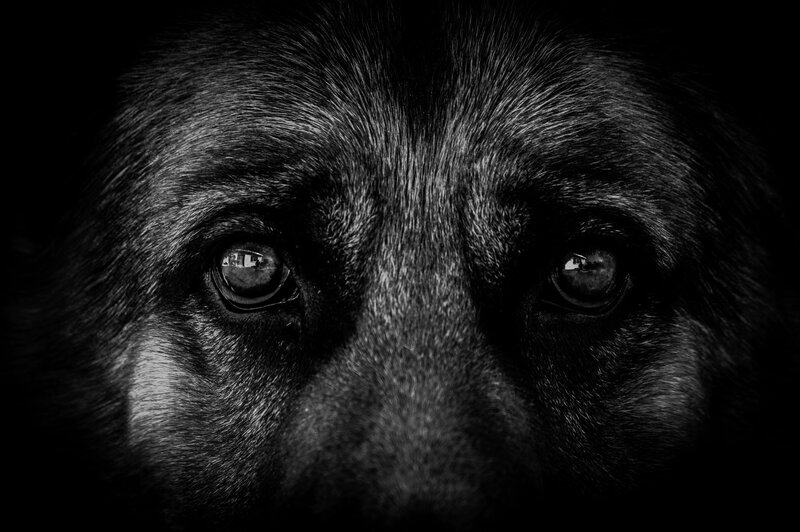 Close-up of Dog Eyes — Black, Dramatic