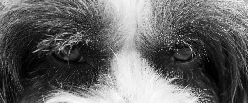 Close-up of Dog Eyes — Black