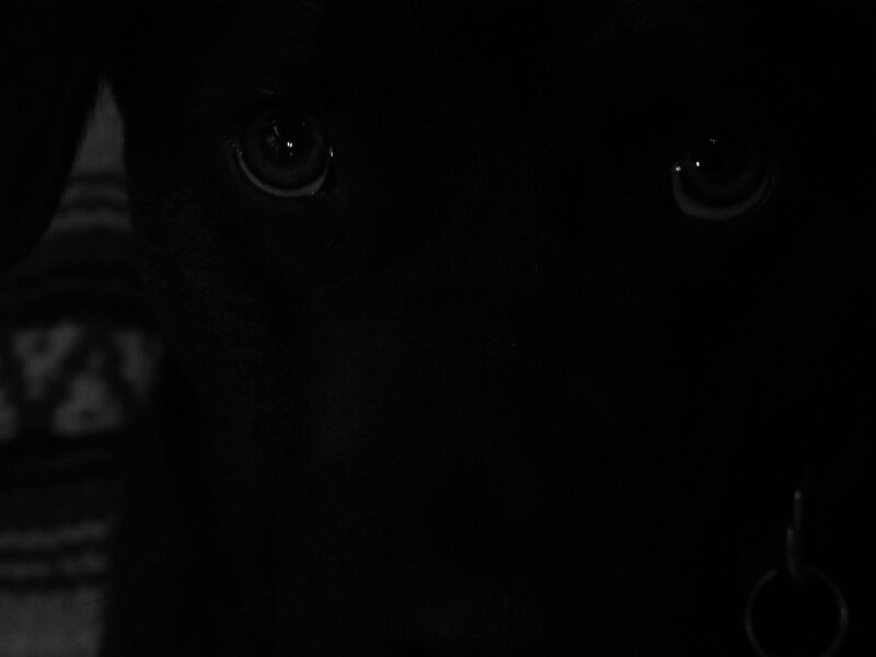 close-up of dog eyes