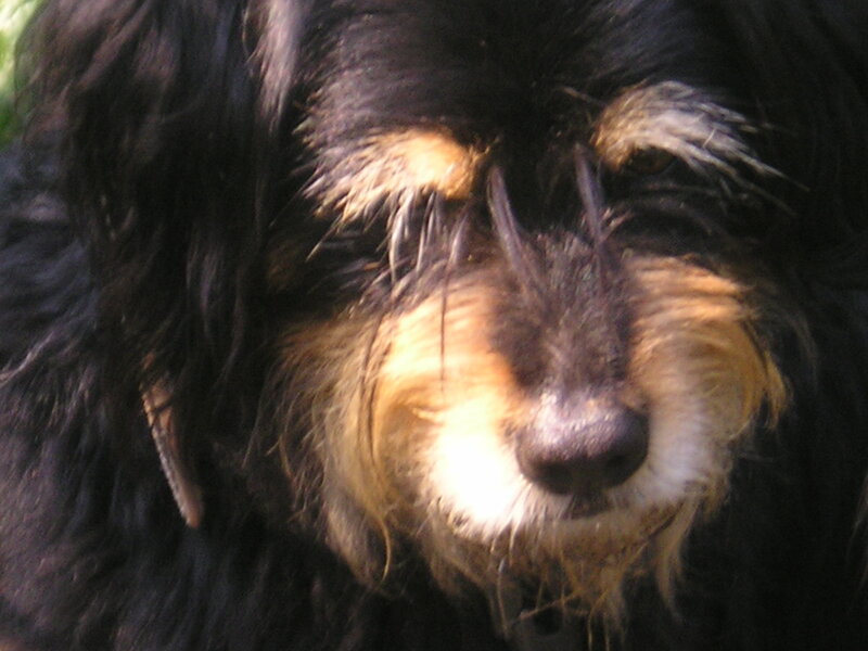 Close-up of Dog Face — Black, Calm