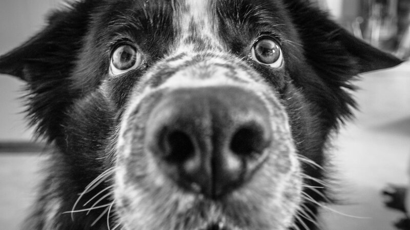Close-up of Dog Face — Black, Intense