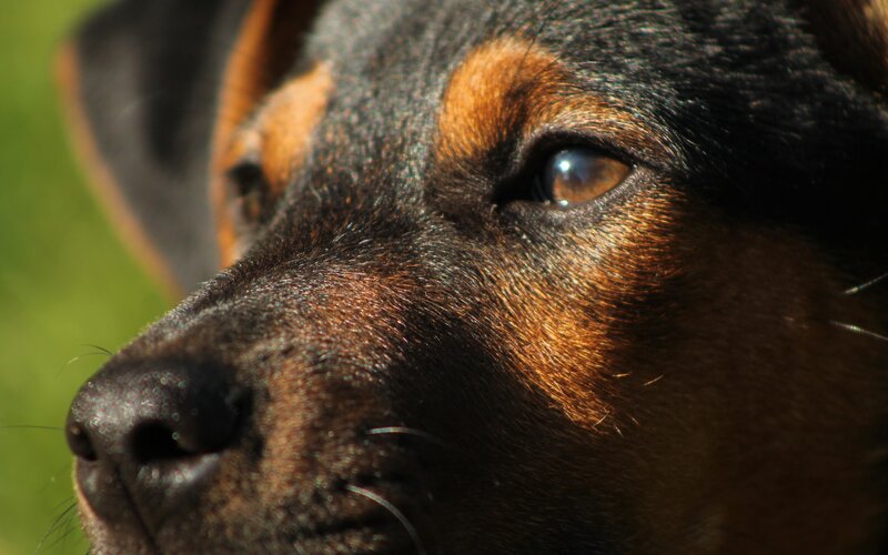 Close-up of Dog Face — Black