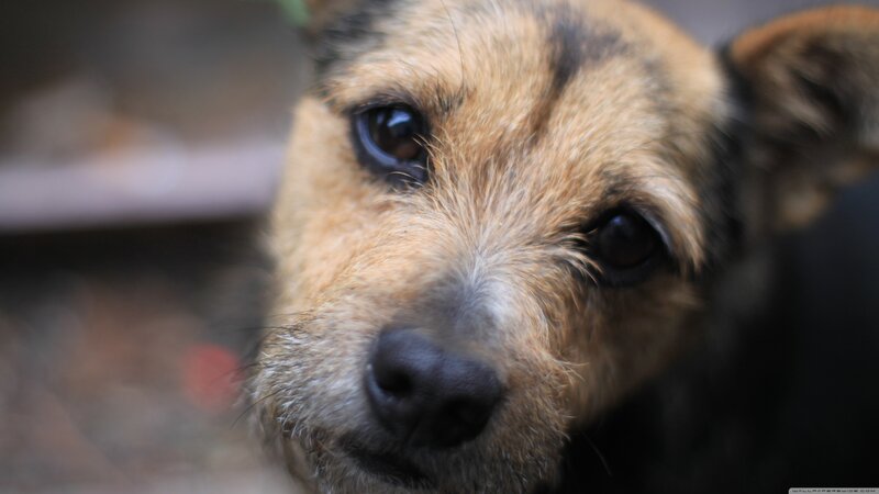 Close-up of Dog Face — Brown, Calm, Photograph