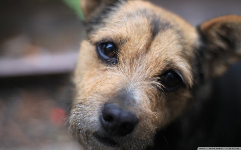 Close-up of Dog Face — Brown, Calm