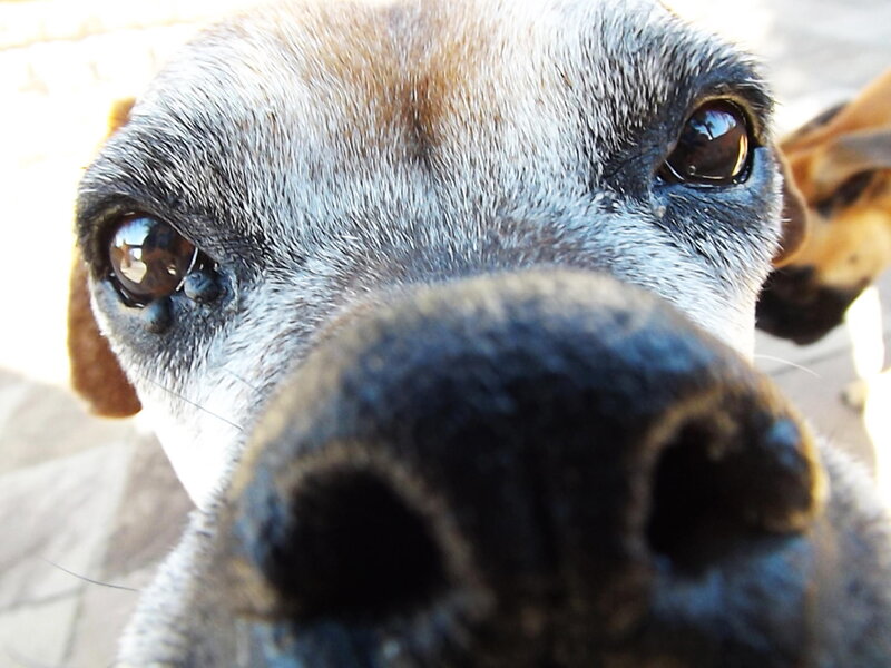 Close-up of Dog Face — Brown, Curious