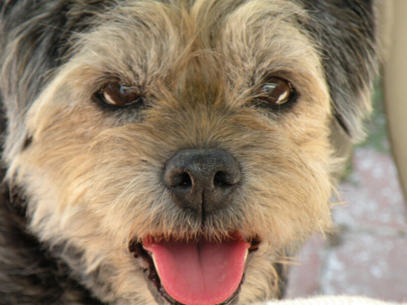 Close-up of Dog Face — Brown