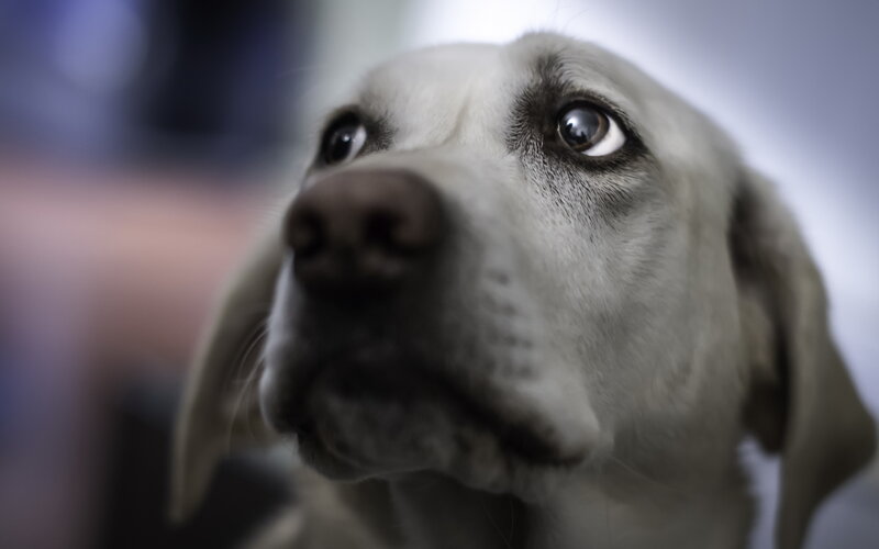 Close-up of Dog Face — Gray