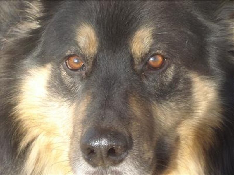 Close-up of Dog Face
