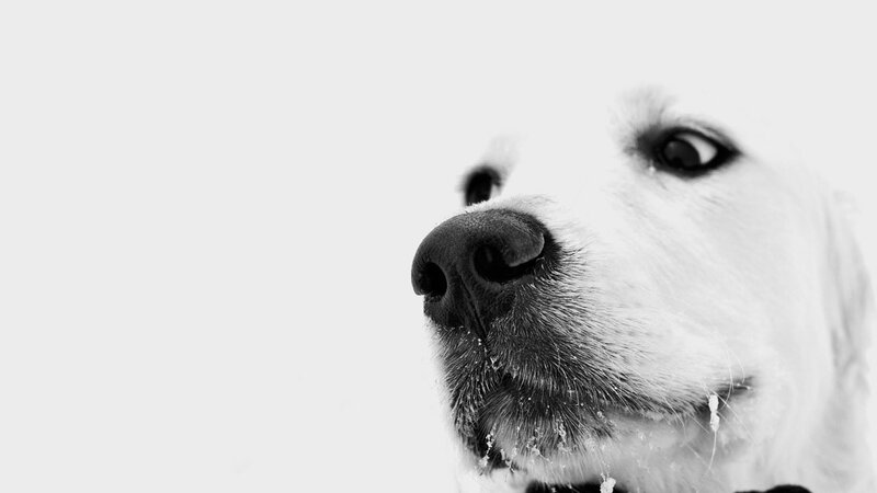 close-up of dog in snow