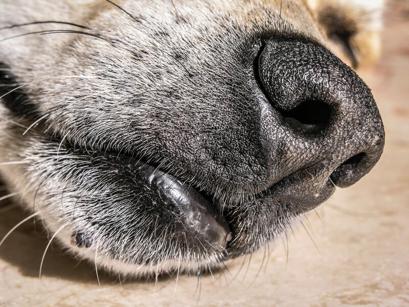 Close-up of Dog Nose — Black