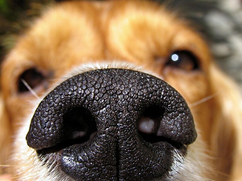 Close-up of Dog Nose — Brown