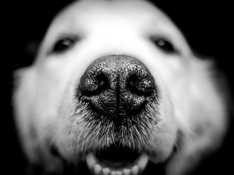Close-up of Dog Nose