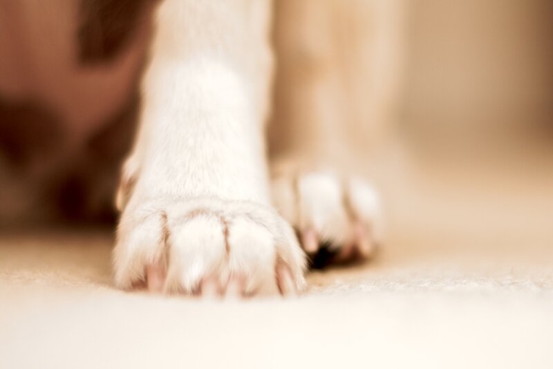 close-up of dog paws