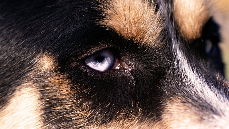 close-up of dog's blue eye