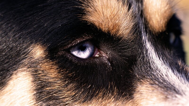close-up of dog's blue eye